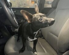 Hunde wissen auch, wie man Auto fährt: Während die Besitzer an der Tankstelle waren, stahl der kleine Chihuahua ihr Auto