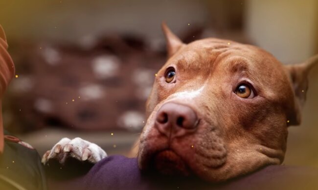 Pitbull. Quelle: goodhouse.com