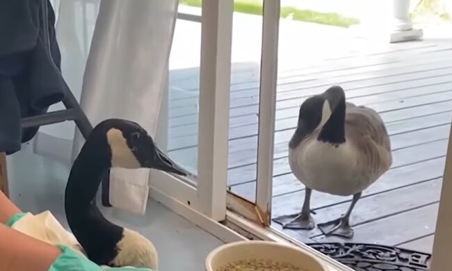 Niedliche Gänse. Quelle: YouTube Screenshot