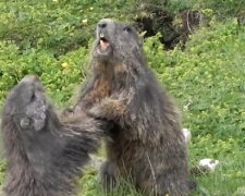 In Österreich lebt ein Junge, der hinter seinem Rücken "Herr der Murmeltiere" genannt wird