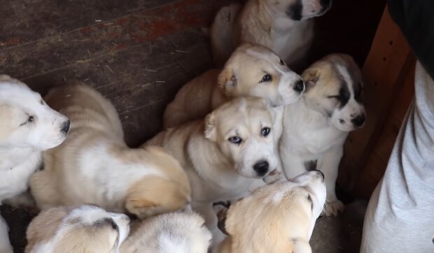 Welpen wurden in einem Tierheim abgegeben: Es stellte sich heraus, dass es keine Hunde waren, Details