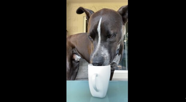 Der Kaffee-liebende Hund. Quelle: Youtube Screenshot