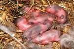 Ein Bauer hat neugeborene "Welpen" auf einem Feld gefunden: Nach einer Weile stellte sich heraus, dass es keine Hunde waren