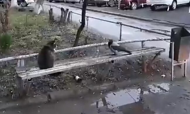 Der Rabe und die Katze. Quelle: Screenshot YouTube