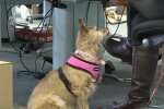 „Seit der Hund da ist, ist es vorbei mit der Ruhe“. Quelle: Youtube Screenshot