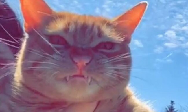 Reiseliebhaber: Rote Katze wurde zum ersten Mal an den Strand gebracht und fühlte sich dabei sehr unglücklich