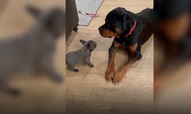 Winziger Welpe provoziert Rottweiler: Die Dinge laufen nicht so, wie sie es sich vorgestellt haben