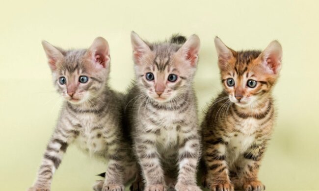 Verbindung auf einen Blick: Ein Mann mochte keine Katzen, bis er einen vierbeinigen Freund hatte