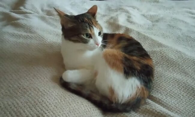 Katze. Quelle: Screenshot YouTube