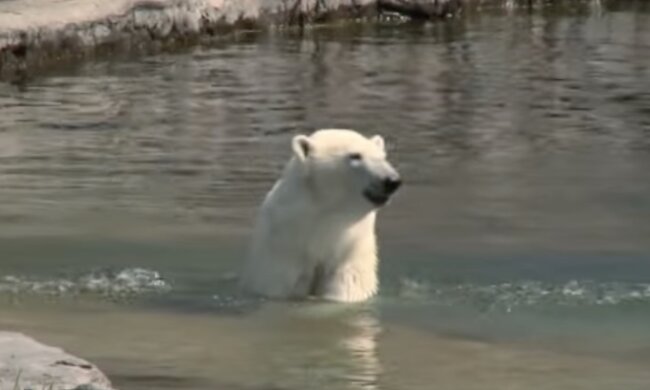 Eisbär. Quelle: Screenshot YouTube