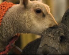 Schaf und Kaninchen. Quelle: Screenshot YouTube