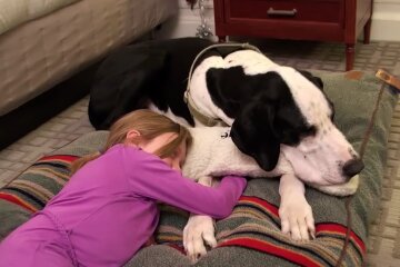 Der Hund half einem Mädchen mit eingeschränkter Beweglichkeit zu lernen, ohne Krücken laufen zu können