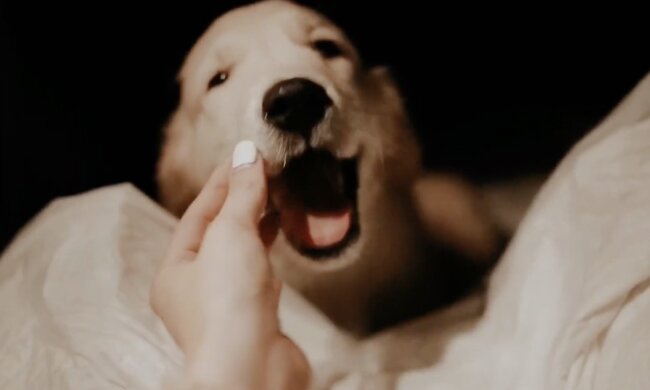 Hund. Quelle: Screenshot YouTube