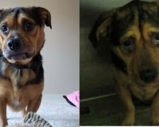Benji, Hund. Quelle: Screenshot YouTube