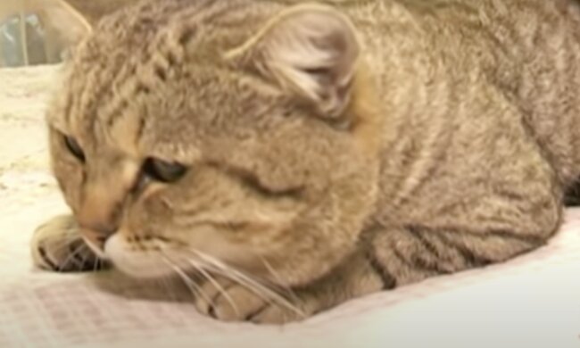 Kater. Quelle: Screenshot YouTube