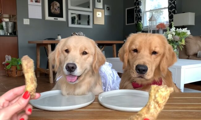 Hunde am Tisch. Quelle: Youtube Screenshot