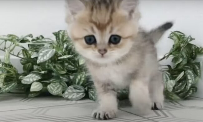 Kater. Quelle: Screenshot YouTube