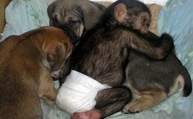 Der Hund hat dem Schimpansenbaby die Mutter ersetzt und es übernimmt nun die Gewohnheiten der Welpen