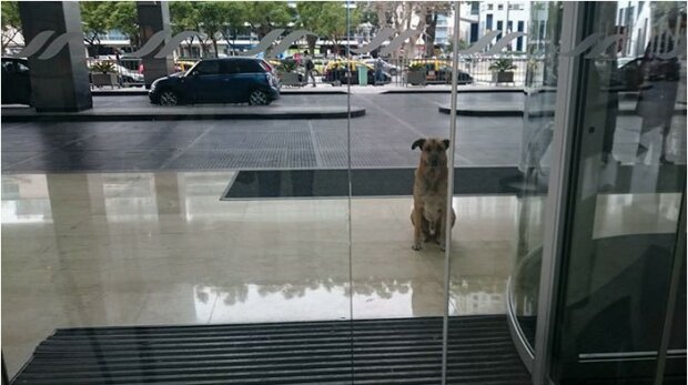 Ein obdachloser Hund traf die Stewardess im Hotel ständig, bis sie ihn nach Hause brachte