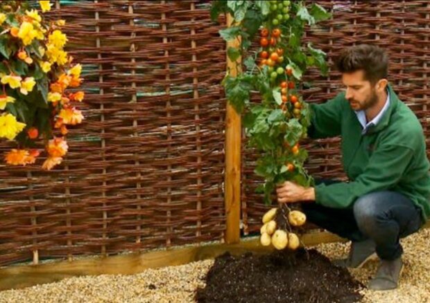 Pomate: Wenn Kartoffeln und Tomaten an derselben Pflanze wachsen