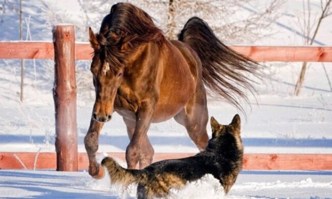 Von Kindheit an zusammen: Eine Geschichte über die wahre Freundschaft zwischen Hund und Pferd