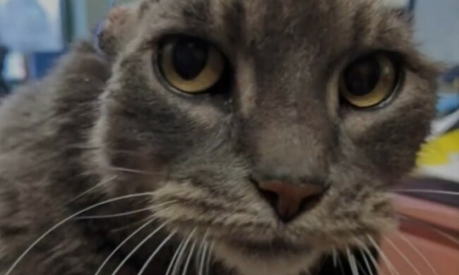 Jedes Tier verdient es, geliebt zu werden. Quelle: Screenshot YouTube