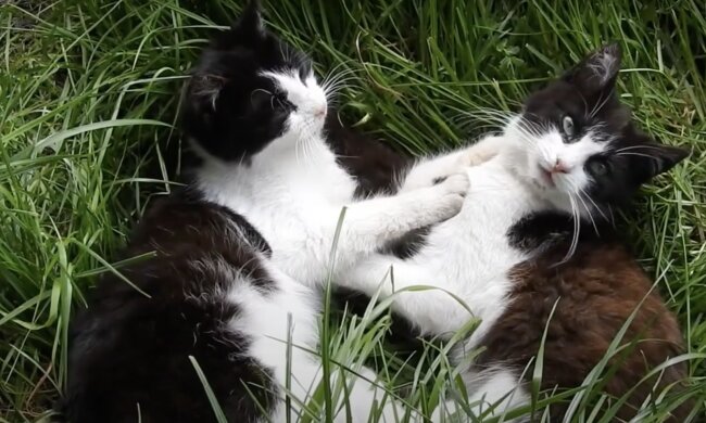 Katzen. Quelle: Screenshot YouTube