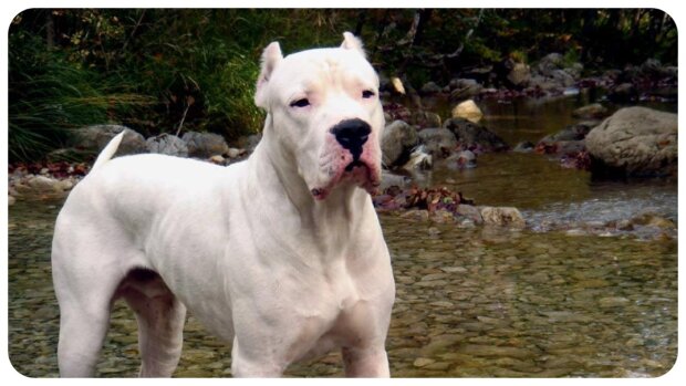 Dogo Argentino. Quelle: animalchannel.com