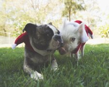 Das Schweinchen hält sich für einen Hund und lebt ein tolles Leben