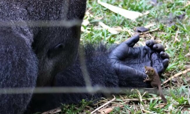 Aufrichtige Freundschaft kennt keine Grenzen. Quelle: Screenshot YouTube