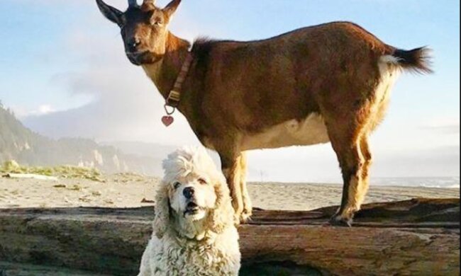 Die Abenteuer von Frankie und Maggie, oder wie eine Ziege und ein Hund reisten