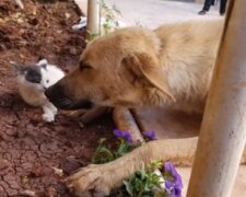 Menschen retteten eine Katze und einen Hund, die zwei Jahre lang unter der Wohnungstür des Besitzers gelebt hatten