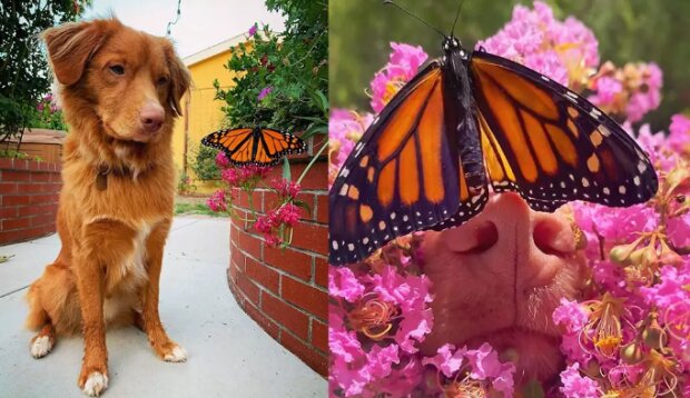 Interspezies-Freundschaft: Was Hunde und Schmetterlinge vereint