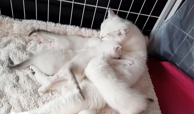 Wie die Aufnahme einer schnurrenden Katzenmutter half, ein streunendes Kätzchen zu retten