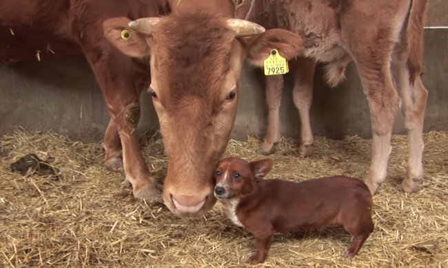 Ein Welpe war mit einer Kuh befreundet, aber sie mussten sich trennen: die Geschichte ihrer Freundschaft