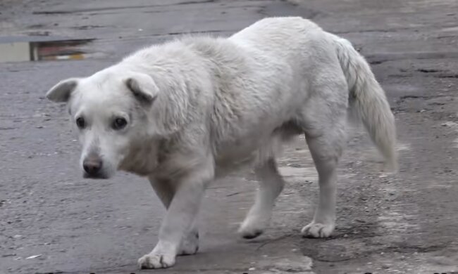Hund in China. Quelle: YouTube Screenshot