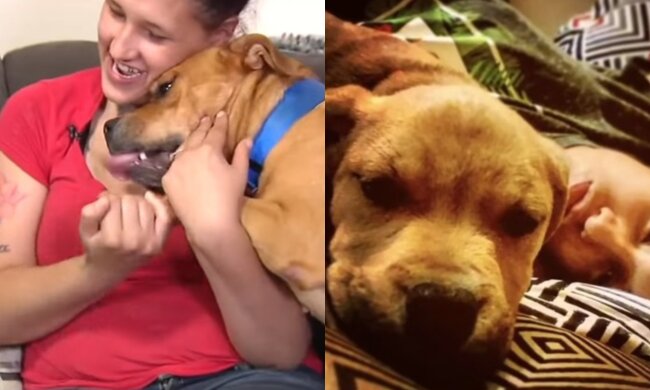 Hund und Besitzerin. Quelle: Screenshot