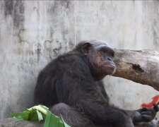 Ein Schimpanse. Quelle: Youtube Screenshot