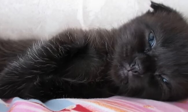Babykatze. Quelle: Youtube Screenshot