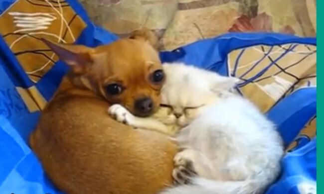 Bezauberndes Duo. Quelle: Screenshot YouTube