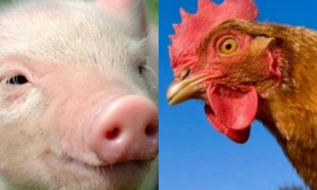 Schwein und Henne. Quelle: Youtube Screenshot