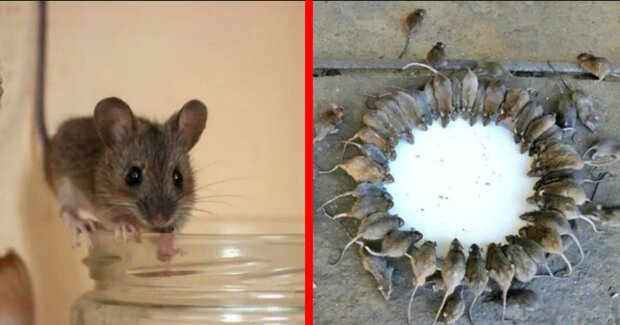 Effektive Wege, um von Mäusen loszuwerden