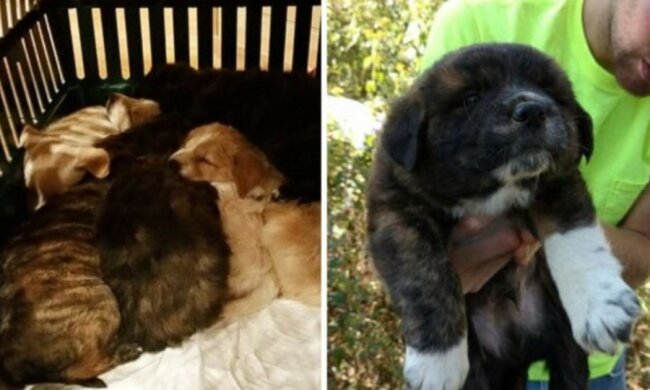 Haben einander gefunden: ein abgemagerter Hund mit Welpen hat in einem Wald Männer getroffen