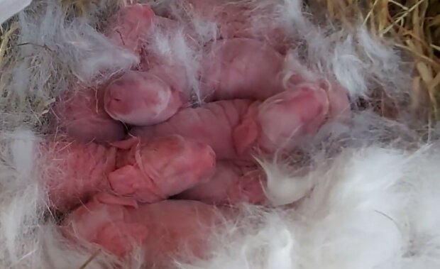 Neugeborene Kaninchen. Quelle: YouTube Screenshot