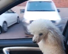 Hund im Taxi. Quelle: Youtube Screenshot