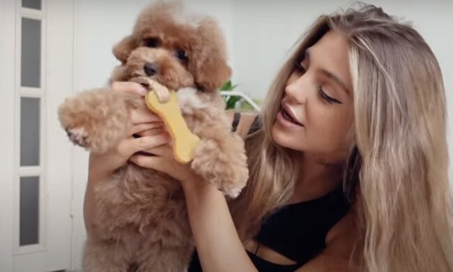 Hund. Quelle: Screenshot YouTube