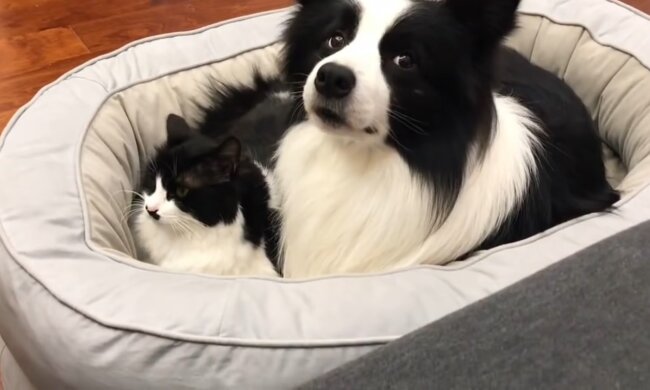 Der Hund hielt das Kätzchen für sein Junges, weil es die gleiche Farbe wie er hat
