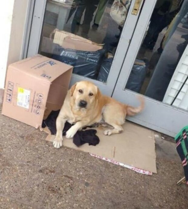 “Er wird sicher wieder hierher kommen”: Ein treuer Hund saß eine Woche lang an der Tür des Krankenhauses und wartete auf den Besitzer