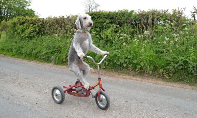 Barry: ein Hund, der Fahrrad fahren kann