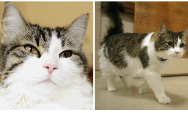 Oscar. Quelle: Screenshot